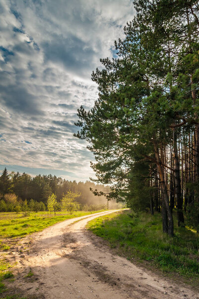 Summer landscape. A rural dirt road along the forest under a dramatic cloudy sky is illuminated by the setting sun