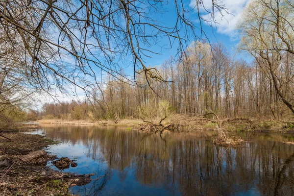 güzel bahar manzara. ağaçlar ve çalılar mavi gökyüzünün altında orman Nehri kıyısında