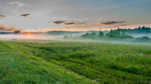 mistik akşam sisli manzara. bir çayır üzerinde sürünen düşük sis. gün batımı. yaz