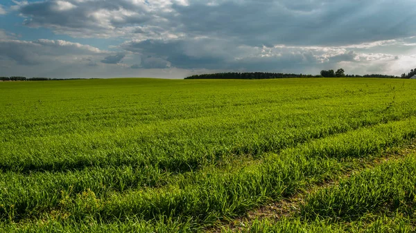 Schöne Ländliche Agrarlandschaft Abend Bauernfeld Mit Jungen Grünen Trieben Unter — Stockfoto