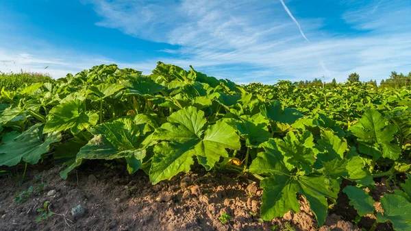 Bir yaz günü mavi gökyüzü altında tarım alanında plantasyonda salatalık