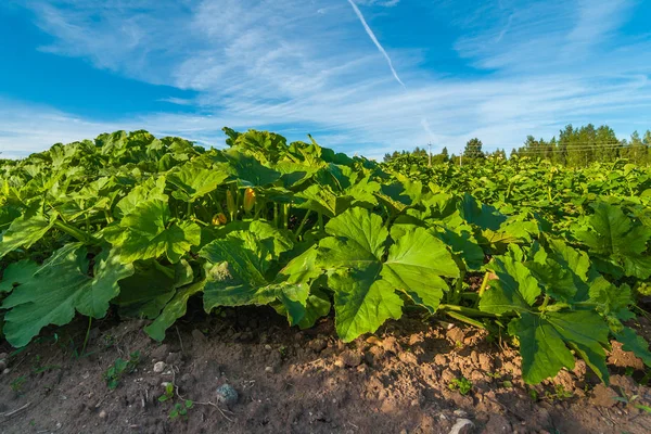 Bir yaz günü mavi gökyüzü altında tarım alanında plantasyonda salatalık