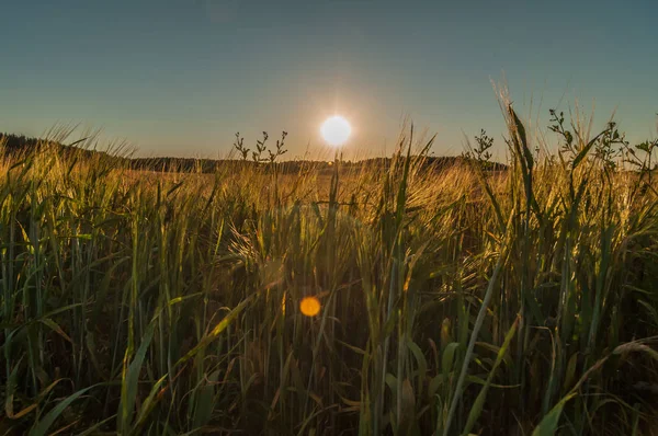 Warm summer August evening. Magic sunset over an agricultural field