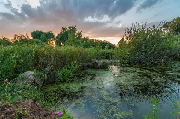 夏の美しい夜の風景 生い茂った湿地池に海岸からの美しい眺め — ストック写真