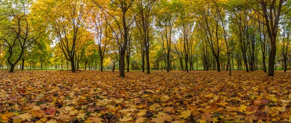 sonbahar manzara. panoramik görünümü. Düşen akçaağaç yaprakları bir şehir parkı