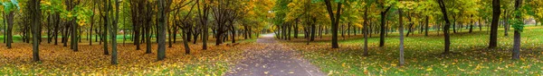 Panorama Jesienny Park Opuszczonym Mieście Deptakiem Opadłych Liści — Zdjęcie stockowe