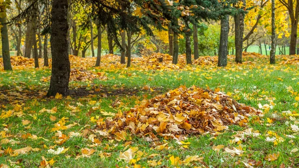 Sonbahar Şehir Parkı. düşen sarı akçaağaç bir çim üzerinde düzgün bir yığın bir ağacın altında toplanan bırakır