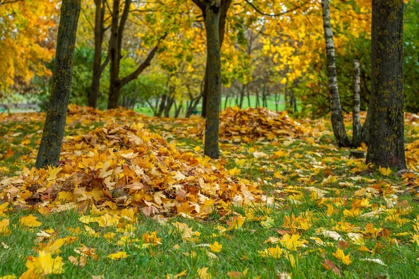 Sonbahar Şehir Parkı. düşen sarı akçaağaç bir çim üzerinde düzgün bir yığın bir ağacın altında toplanan bırakır