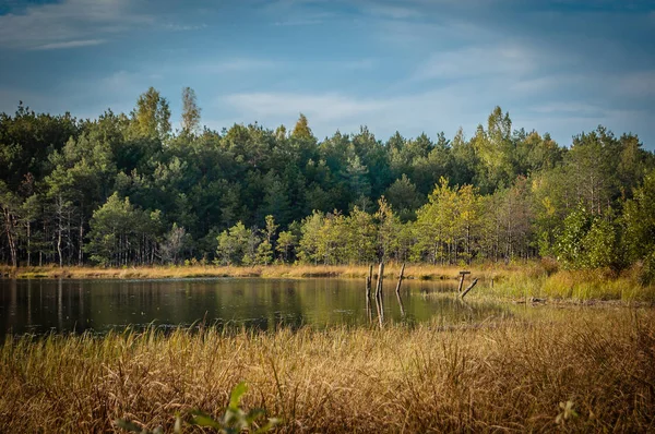 Beautiful Summer Autumn Landscape Coast Small Lake Creeper Bushes Coniferous Stock Picture