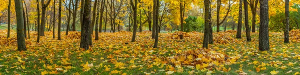 Sonbahar Şehir Parkı pitoresk Panoraması. Çimenlerin üzerinde kazık ağaçların altında düşen sarı yapraklar
