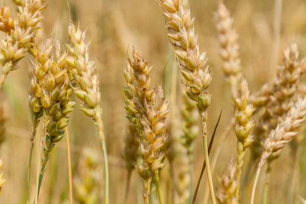 成熟小麦的金耳朵 — 图库照片