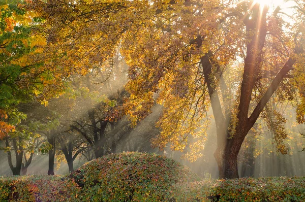 multicolor golden autumn. Natural sun rays in a light morning fog make their way through branches and lined trees in an autumn city park behind a live fence