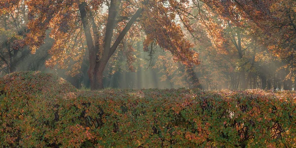 Gouden Herfst Natuurlijke Zonnestralen Maken Hun Weg Door Het Gebladerte — Stockfoto