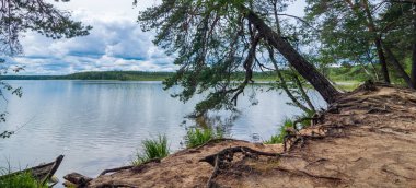 güzel yaz manzara. Göl kıyı çam ve kökleri kum ile