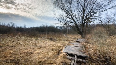 bahar manzara. bahar bulutlu havalarda kuru kadar bataklık ahşap yolda terk edilmiş