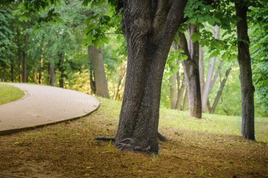 ıssız bir şehir parkında yaz akşamı