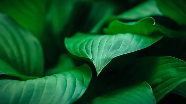 Hosta leaves close-up — Stock Photo, Image