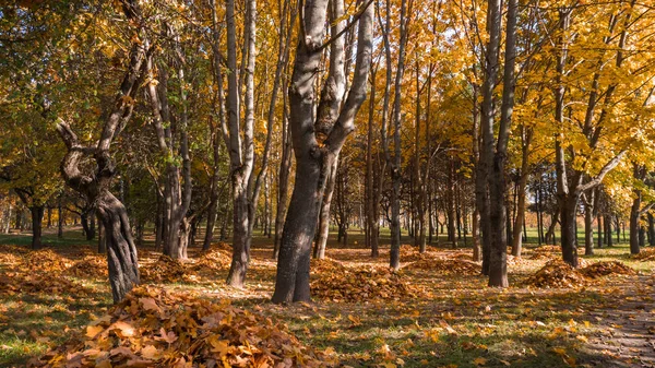 ağaçlar arasında çim üzerinde toplanan kuru düşmüş yaprakların düzgün yığınları ile bakımlı sonbahar şehir parkı