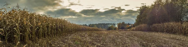 Paisaje agrícola de otoño. amplia vista panorámica de un maizal maduro con rastrojo en el centro y bosque en la distancia con un cielo nublado dramático con un resplandor y luz solar —  Fotos de Stock