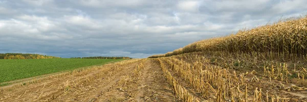 Herbstliche Agrarlandschaft. großer Panoramablick auf ein reifes Maisfeld mit Stoppeln am Feldrand unter einem wolkenverhangenen Himmel im Oktober — Stockfoto