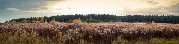 Paisaje rural otoñal. amplia vista lateral panorámica de un campo no cultivado frente al bosque densamente cubierto de raíces de oro silvestres secas en la temporada de otoño — Foto de Stock