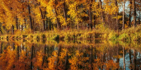 Levendig oranje geel herfstlandschap. grappige herfstkleuren in de kronen van kustbomen worden prachtig weerspiegeld op het wateroppervlak. ongewone natuurlijke symmetrie — Stockfoto