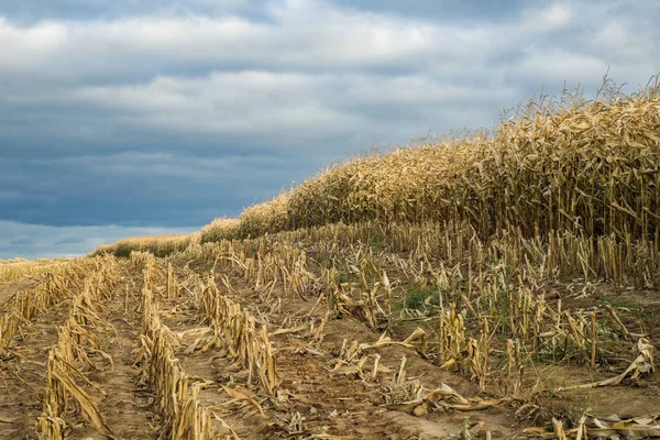 秋天的玉米地，长满了茬和成熟的玉米，在多云的蓝天下收获季节，在山坡上收获粮食。 从下面拍摄。 有广告,标志或文字空间的布局 — 图库照片