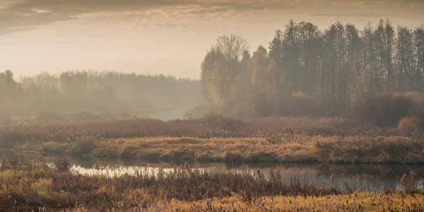 Herfst mistig landschap. panoramisch uitzicht op de overwoekerde rivier met rieten en bomen in de ochtend schemering waas — Stockfoto