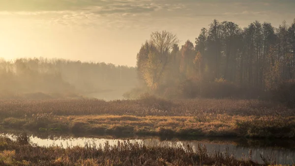 Herfst ochtend mistig landschap. triest uitzicht op een overwoekerde smalle beek in een moerassig gebied met een weelderig droog riet- en lichtbos in de schemering bij bewolkt weer — Stockfoto