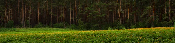 Красивый Летний Пейзаж Живописный Широкий Панорамный Вид Густой Сосновый Лес — стоковое фото