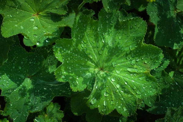 Duże Zielone Liście Kroplami Deszczu Lub Kroplami Rosy Zbliżenie Widok — Zdjęcie stockowe