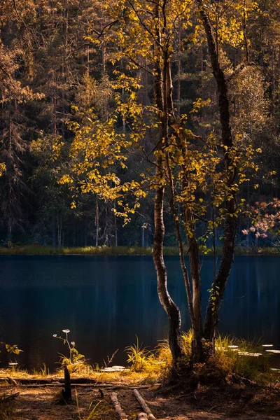 Belo Lugar Tranquilo Nas Margens Pitoresco Lago Florestal Com Uma — Fotografia de Stock