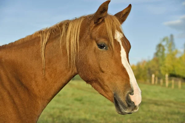 Krásný Kaštanově Arabský Kůň Pastvě Portrét Detailní — Stock fotografie