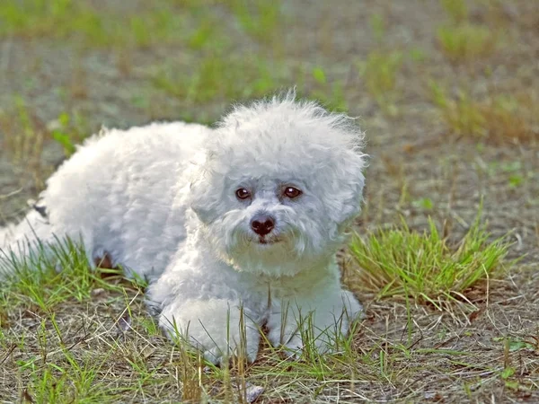 Bichon Frise cachorro deitado na grama, retrato — Fotografia de Stock