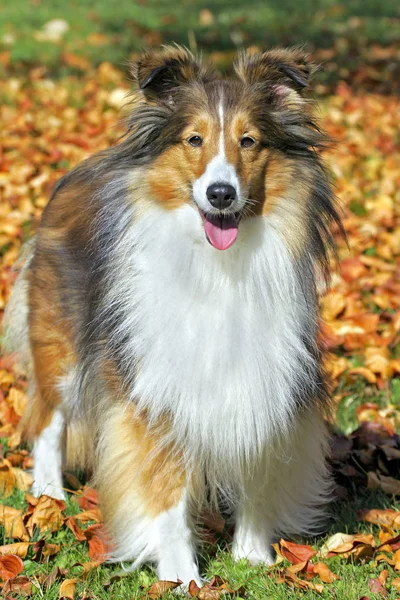 Shetland Sheepdog standing in lawn, covered in autumn leaves. — Stock Photo, Image