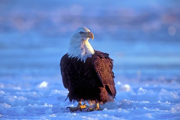 Grande águia careca madura em pé no gelo, assistindo, Alaska EUA — Fotografia de Stock