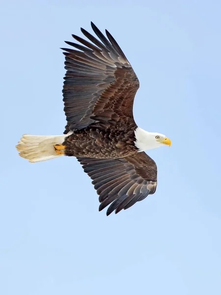 Bald eagle in flight, soaring in light blue sky, focused.