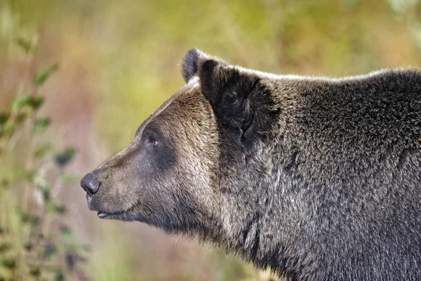 Głowa pięknego niedźwiedzia Grizzly. — Zdjęcie stockowe