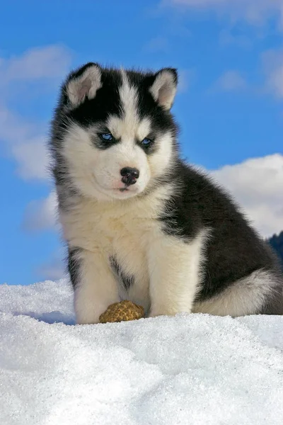 Cachorrinho Husky siberiano sentado na neve , — Fotografia de Stock