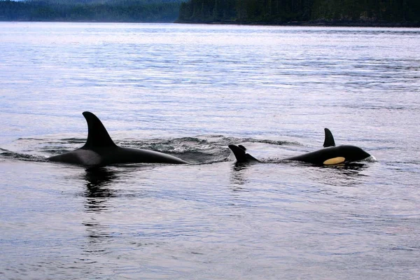 Orca Female and Calf swimming together, Johnstone Strait Canada