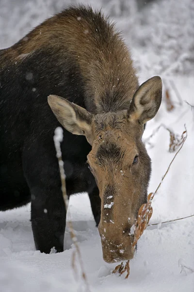 Moose Cow in winter, feeding on fireweed plant. — Stockfoto