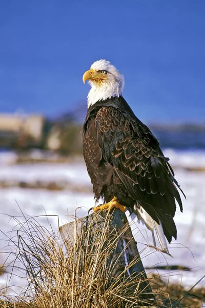 Bald Eagle sitting on stump on beach  near Ocean, — ストック写真