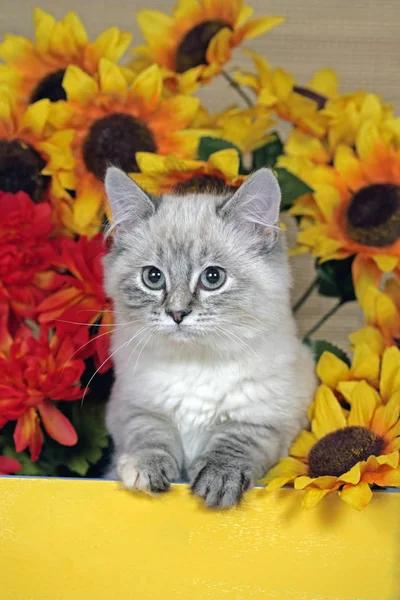 在黄色和红色的花朵中可爱的胖胖的小猫. — 图库照片
