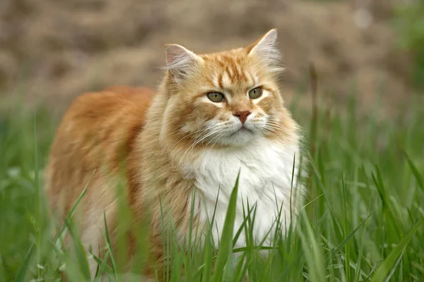 Ginger tabby Gato em prado de grama alta, caça . — Fotografia de Stock