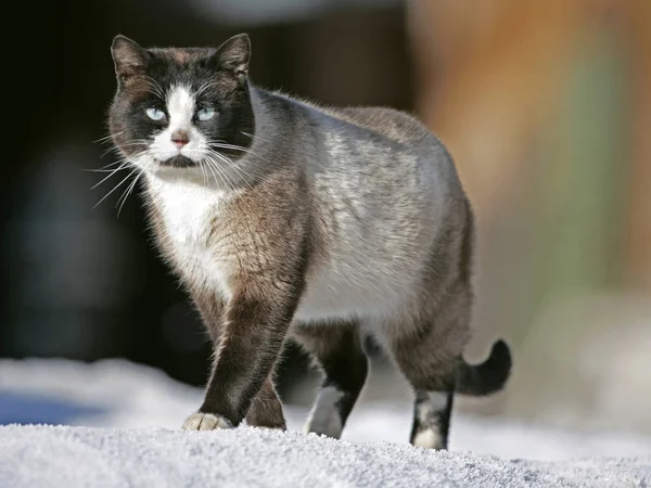 Siamese Cat with beautiful blue eyes walking on snow. — Stock Photo, Image