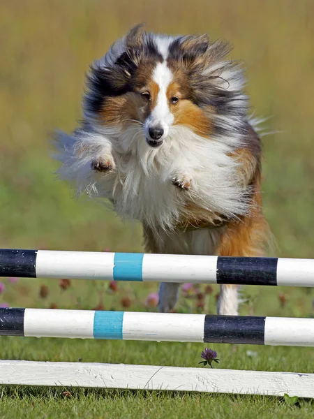 Shetland Sheepdog en prueba de agilidad . —  Fotos de Stock