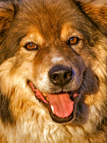 Head Beautiful Malamute Dog Mixed Breed Portrait — Stock Photo, Image
