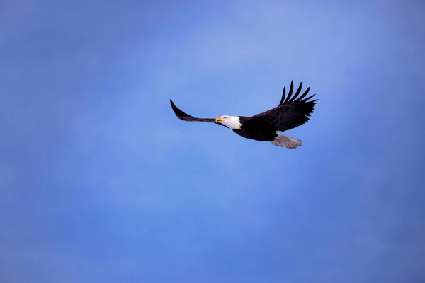 Bald Eagle in flight, soaring in a dark blue sky.