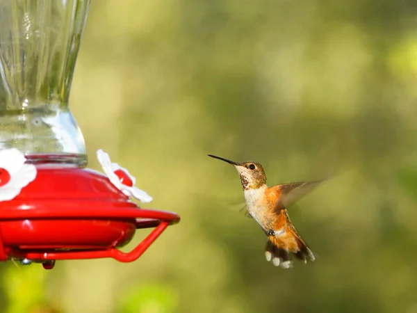 Hummingbird Rufous Voando Para Alimentador Pássaros — Fotografia de Stock