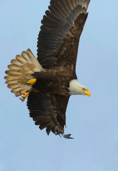 Bald Eagle Hunting Fish Flying Light Blue Sky Eyes Focused — Zdjęcie stockowe